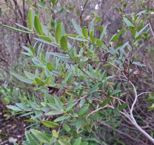 Diospyros glabra branch in winter 
